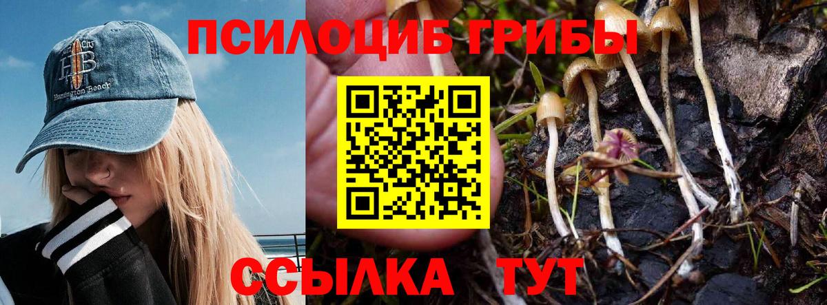 Псилоцибиновые грибы Psilocybe Вязьма